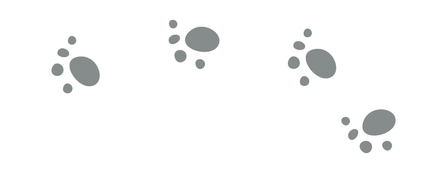 Animal Footprint Track vector