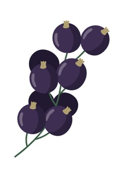 Blackcurrant Berries Branch vector