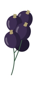 Blackcurrant Berries Branch Illustration vector