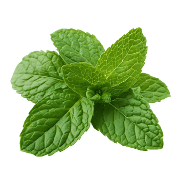 Fresh green mint leaves bunch isolated on transparent background for culinary and medicinal uses png