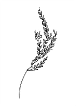 Monochrome meadow grass with spikelet illustration. Wild herb, reeds with grains line art black ink sketch. Decorative floral bouquet element for rustic wedding decor, agricultural designs vector