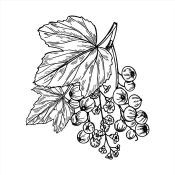 Monochrome currant raceme with berries, flowers and leaves isolated illustration. Hand drawn jostaberries branch line art for healthy food packaging, summer harvest design, horticultural guides vector