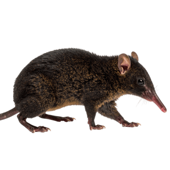 Close-up profile of a small, dark-colored mammal isolated on a transparent background. png