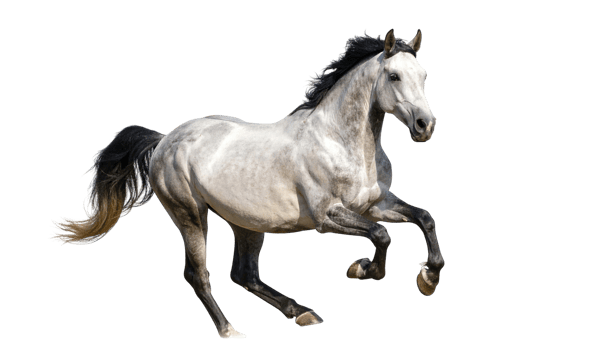Gray horse in dynamic movement isolated on a transparent background. png