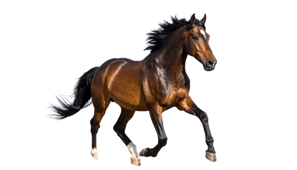 A chestnut horse in full stride isolated on a transparent background. png