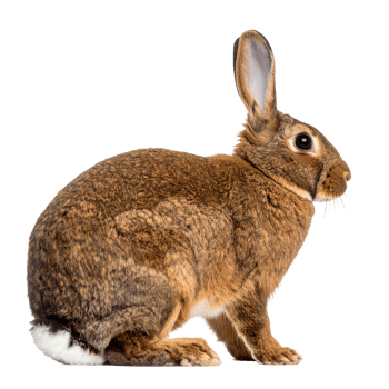 Side view of a brown rabbit isolated on a transparent background. png