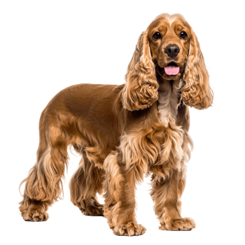 A delightful cocker spaniel stands proudly isolated on a transparent background. png