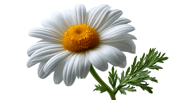 Single white daisy flower with green leaves isolated on transparent background png