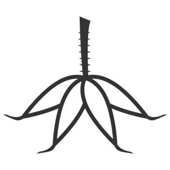 Minimalist Line Art Cassava Plant Silhouette Shape Botanical Illustration png