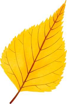 Yellow Birch Leaf Watercolor png