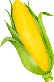 Watercolor corn on cob png