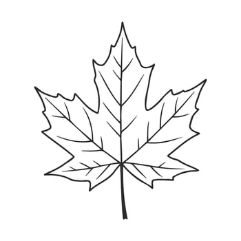 Black and white maple leaf with detailed veins on white background vector