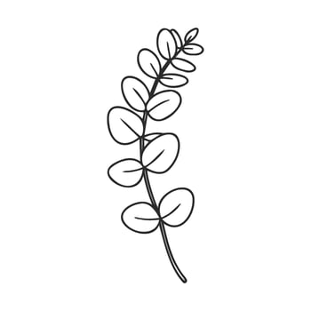 Minimalist eucalyptus line art with stylized leaves on white background vector