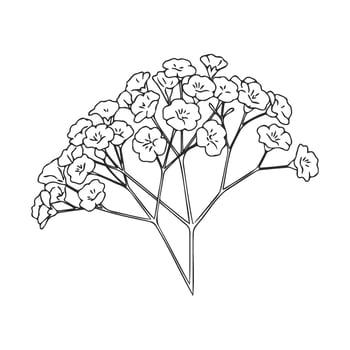 Black and white line drawing of delicate baby's breath flowers vector