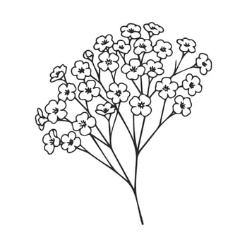 Delicate line art of baby's breath flowers on white background vector
