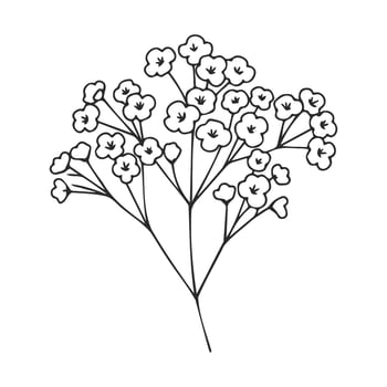 Delicate baby's breath flowers line art on white background vector