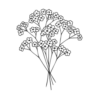 Elegant gypsophila of delicate floral bouquet with simple black line art vector