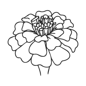 Intricate zinnia flower line art drawing with detailed petals and stem vector