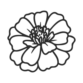 Black and white zinnia flower line art drawing vector