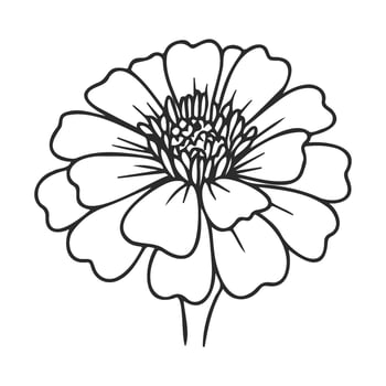 Black and white zinnia flower outline for coloring and art projects vector
