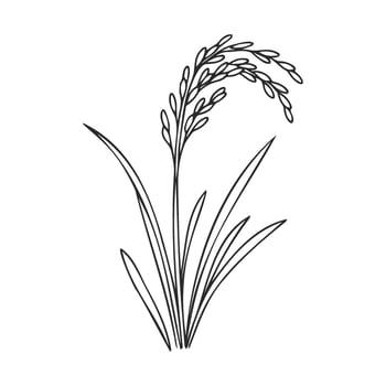 Black and white line drawing of a rice plant with detailed grains vector
