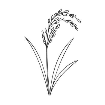 Black and white rice plant line drawing with leaves and grains vector
