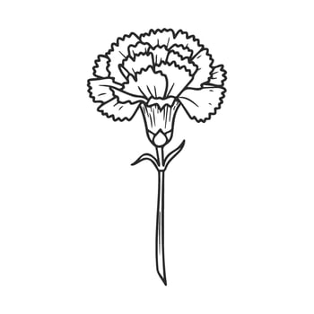 Black and white carnation flower outline vector