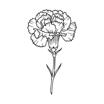 Black and white carnation detailed floral art design vector