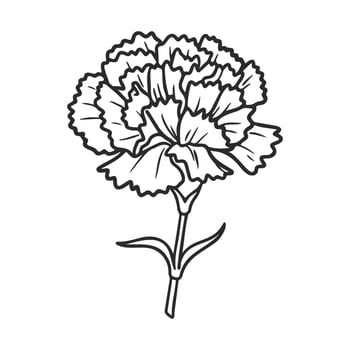 Black and white carnation sketch with detailed petals and stem vector