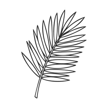 Black and white tropical palm leaf on white background vector