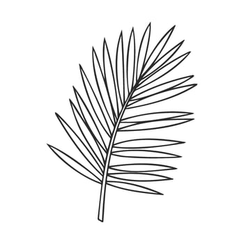 Monochrome palm leaf outline drawing on white background vector