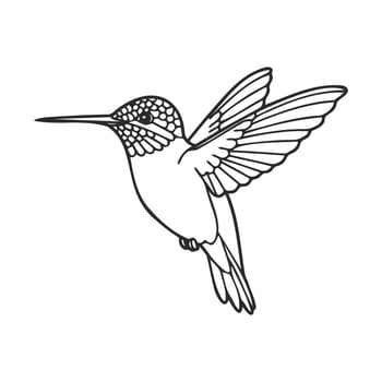Line art of a hummingbird in flight with detailed wings and body outline vector