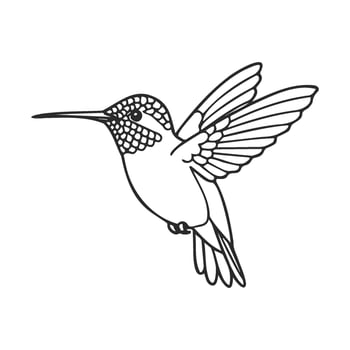 Detailed line drawing of a hummingbird in flight on white background vector