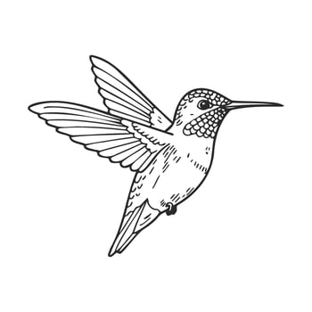 Detailed black and white hummingbird with outstretched wings vector