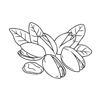 Hand drawnpistachios with leaves line art vector