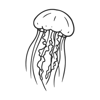 Line drawing of a jellyfish with long tentacles on a white background vector