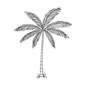Simple black and white palm tree with detailed leaves vector