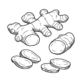 of fresh ginger root with sliced pieces in black and white vector