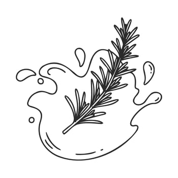 drawn rosemary herb with splash in line art style vector