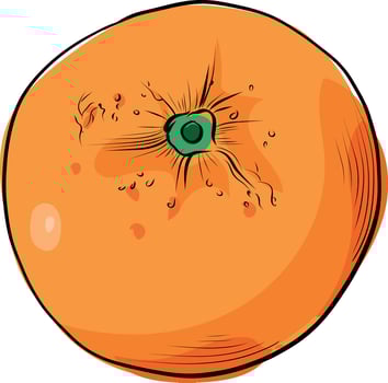 Whole ripe orange tangerine fruit illustration vector