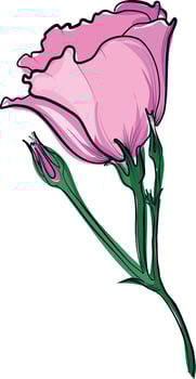 Single pink eustoma flower with buds illustration vector
