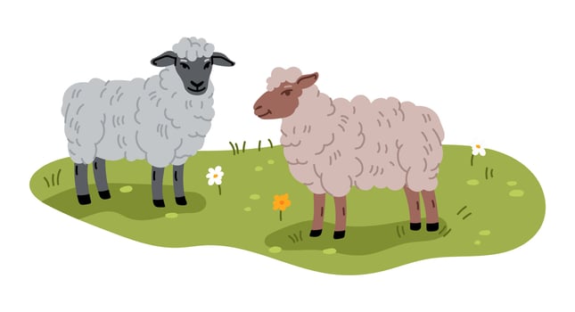 Two fluffy sheep peacefully gazing on grassy field vector
