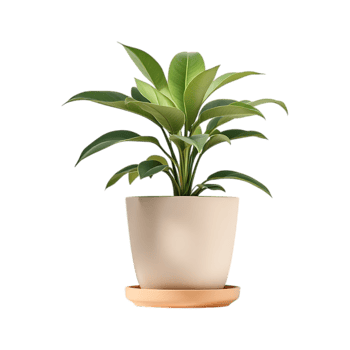 Green houseplant in a beige pot on a terracotta saucer. png