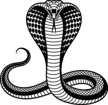 Cobra Snake Ready to Strike reptile animal vector