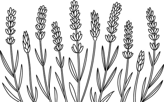 Hand drawn lavender stems on white background flower vector