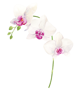 Orchid branch, white flowers with pink center. Watercolor illustration of tropical summer flower for wedding invitations. Exotic phalaenopsis, botanical illustration. png