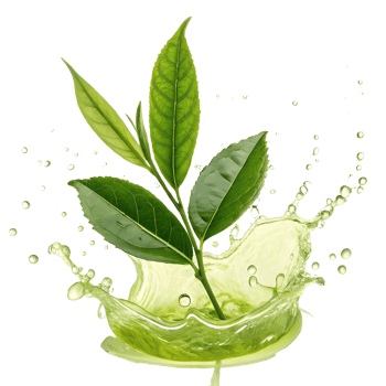 Fresh Green Tea Leaves Splashing in Water, Nature, Herbal, Health, Wellness, Organic, Vibrant Transparent Background png