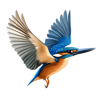 Vibrant kingfisher bird in mid flight with wings spread wide isolated on transparent background png