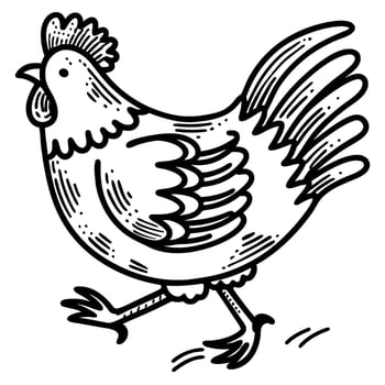 Hand drawn walking chicken vintage black and white farm animal illustration, rural poultry art concept vector