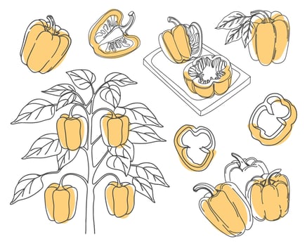 Yellow bell pepper collection. Illustrations of yellow bell peppers - whole, sliced and on the bush. Hand drawn illustration. vector